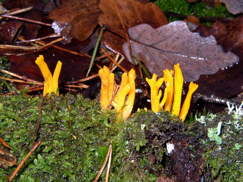 Calocera viscosa 02